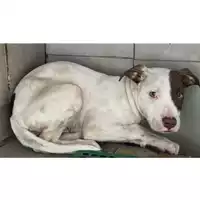 Foto dell\'animale Comune di Saviano - 380260044972580