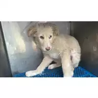 Foto dell\'animale Comune di Melito di Napoli - 380260160687988