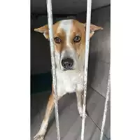 Foto dell\'animale Comune di Saviano - 380260044757880