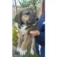 Foto dell\'animale Comune di Lauro - 380260045152732