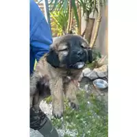 Foto dell\'animale Comune di Lauro - 380260045152815
