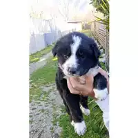 Foto dell\'animale Comune di San Martino Valle Caudina - 380260045168485
