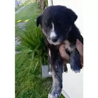 Foto dell\'animale Comune di San Martino Valle Caudina - 380260045180049