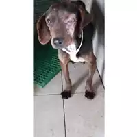 Foto dell\'animale Comune di Montoro - 380260045152530