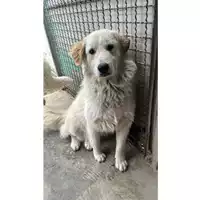 Foto dell\'animale Comune di Pago Del Vallo di Lauro - 380260045232385