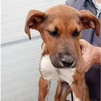 Foto dell\'animale Comune di Marzano di Nola - 380260045184842