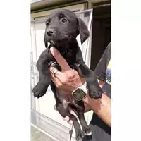 Foto dell\'animale Comune di Moschiano - 380260045231560