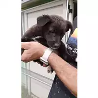 Foto dell\'animale Comune di Avella - 380260045232307