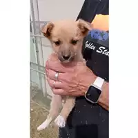 Foto dell\'animale Comune di Avella - 380260045232246