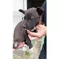 Foto dell\'animale Comune di Avella - 380260045232411