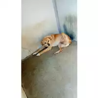 Foto dell\'animale Comune di Avella - 380260045231623