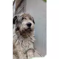 Foto dell\'animale Comune di Pago Del Vallo di Lauro - 380260043092466