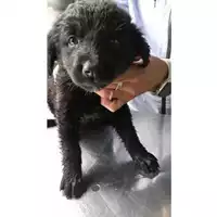 Foto dell\'animale Comune di Moschiano - 380260045231750
