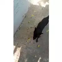 Foto dell\'animale Comune di Carbonara di Nola - 380260044976654