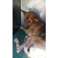 Foto dell\'animale Comune di Avella - 380260045168627