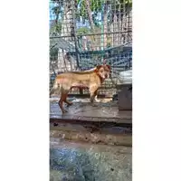 Foto dell\'animale Comune di Montoro - 380260045152877