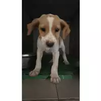 Foto dell\'animale Comune di Sant'Anastasia - 380260044972626