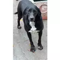 Foto dell\'animale Comune di San Nicola La Strada - 380260100710901