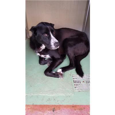 Comune di Montoro - Cane - Microchip 380260044478533