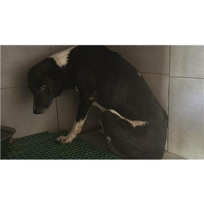 Comune di San Martino Valle Caudina - Cane - Microchip 380260044947011