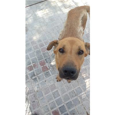 Comune di Saviano - Cane - Microchip 380260044783527