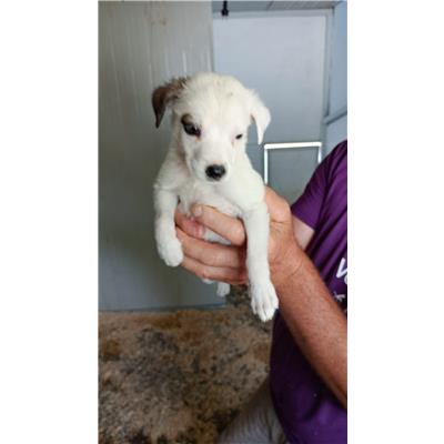 Comune di Volla - Cane - Microchip 380260044786370