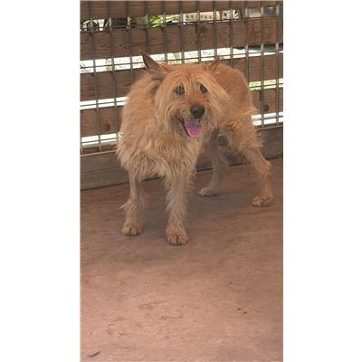 Comune di Melito di Napoli - Cane - Microchip 380260160685391